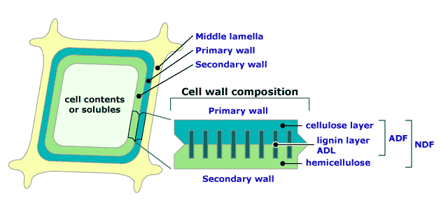 ผลการค้นหารูปภาพสำหรับ secondary cell wall lignin