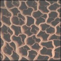 Figure 1.9 - Interior surface of reticulum