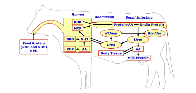 ANS 312 Applied Animal Nutrition Feedstuffs And Ration Formulation 
