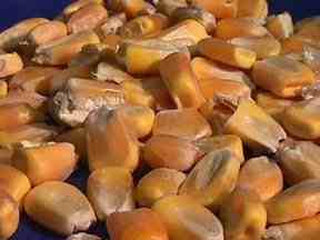 Figure 3.5 - Corn