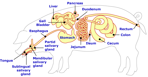 fetal pig digestion fetal pig dissection diagram