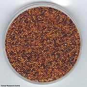 Figure 6.7 - Canola seed