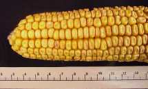 Figure 4.3 - Yellow dent corn grain on the cob