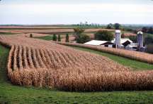 Figure 4.2 - Field of corn