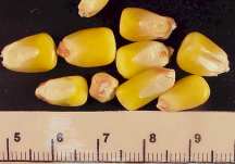 Figure 4.4 - Yellow dent corn grain