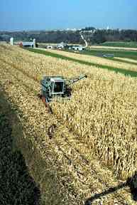 Figure 4.5 - Mechanical harvester harvesting corn grain