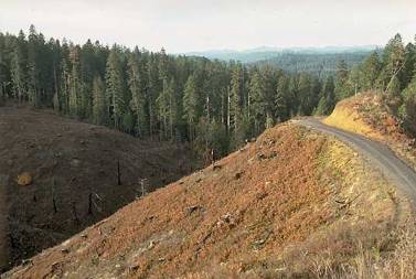 Clearcut harvest unit in a PNW conifer forest