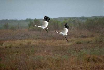 Endangered whooping cranes in flight