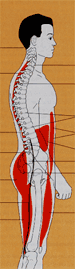 Side cut out view of human body depicting spine.