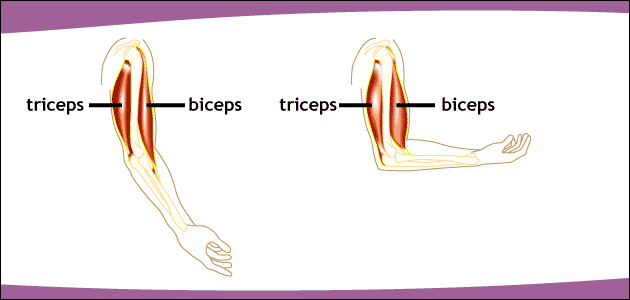 concentric and eccentric muscle shortening and lengthening