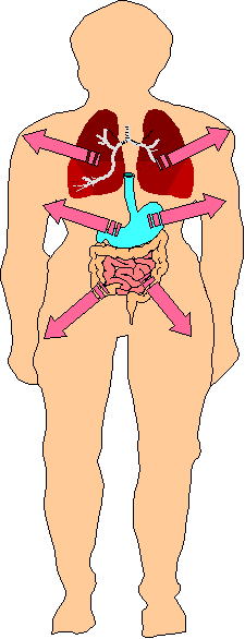 diagram of the internal human body