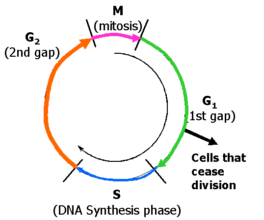 diagram: The Cell Cycle