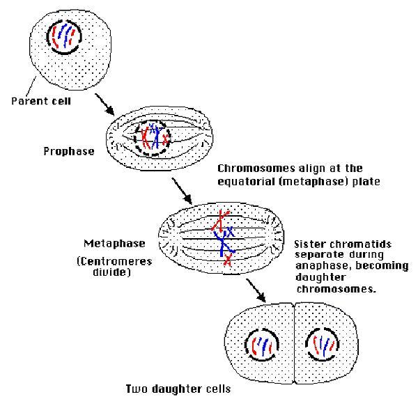 mitosis