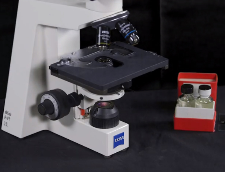Learn The Compound Microscope Open Oregon State Learn The Compound Microscope Open Oregon State