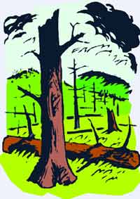 Burned Trees