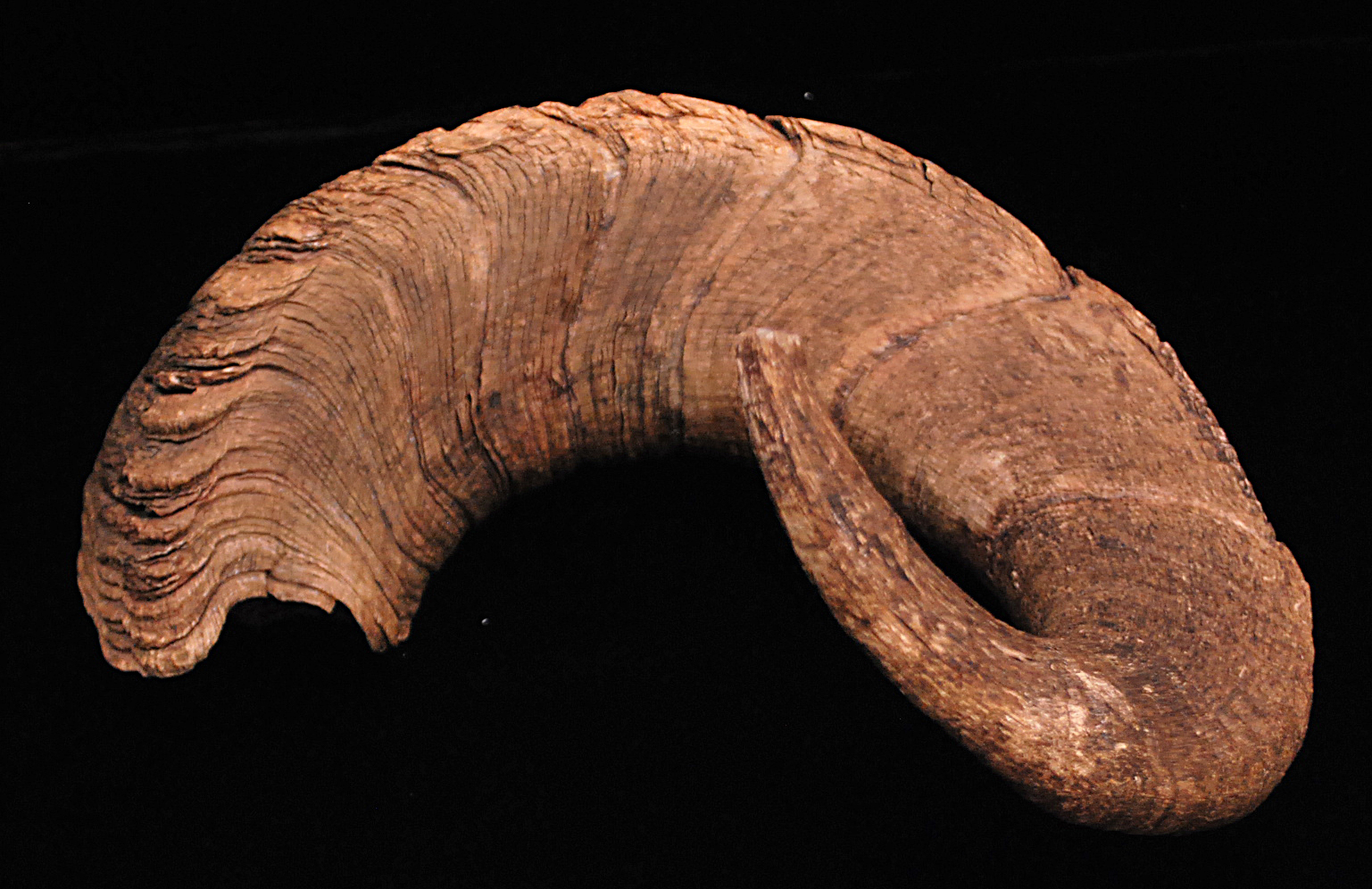 Mammal Collection Fisheries & Wildlife Oregon State University