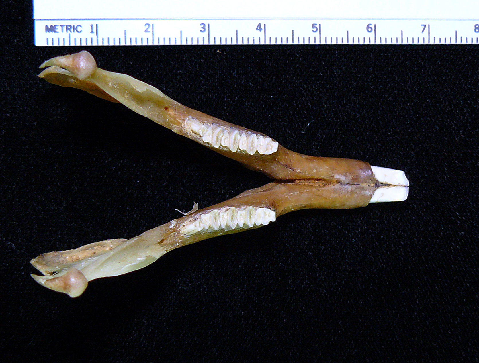 Mammal Collection | Fisheries & Wildlife | Oregon State University