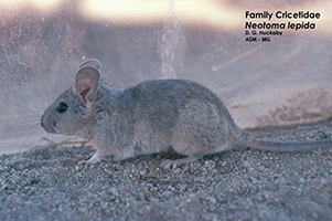 Mammal Collection | Fisheries & Wildlife | Oregon State University